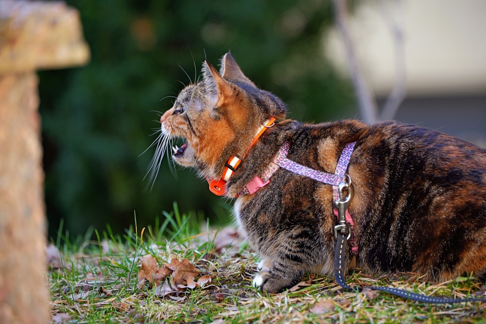 a cat with a collar and leash sitting in the grass