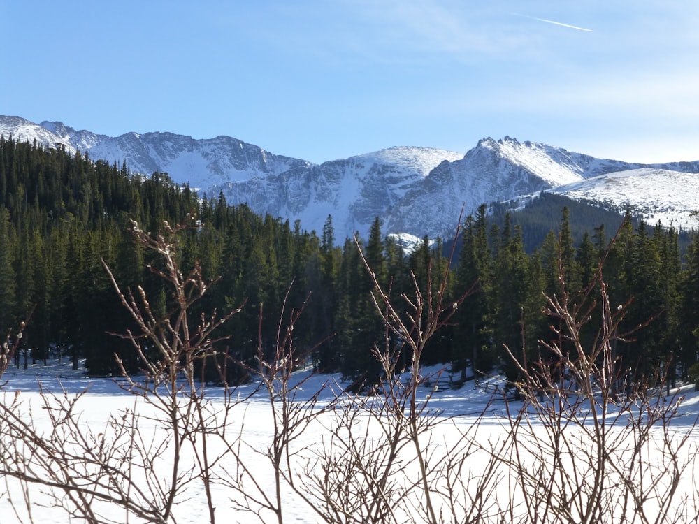 a snowy field with trees and mountains in the background