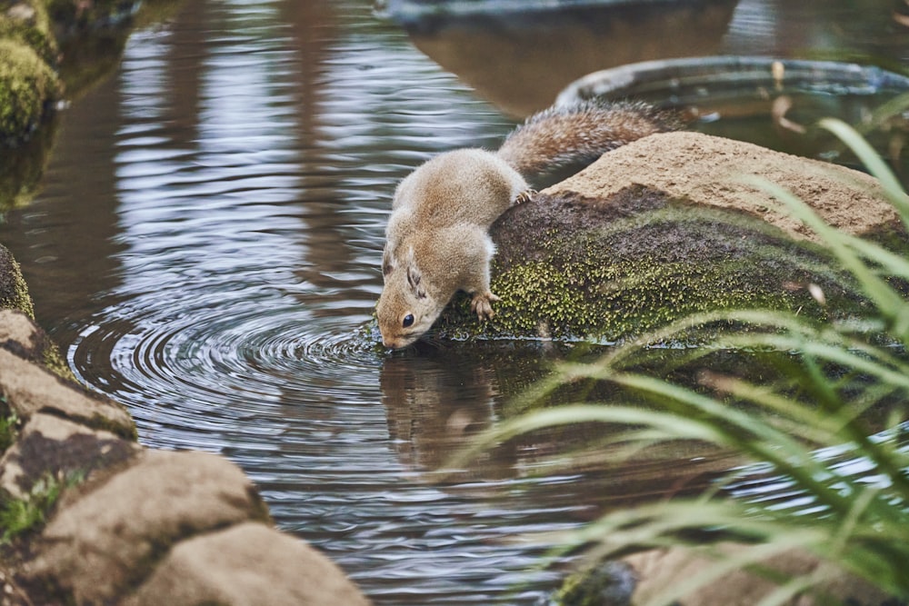 a polar bear is standing on a rock in the water