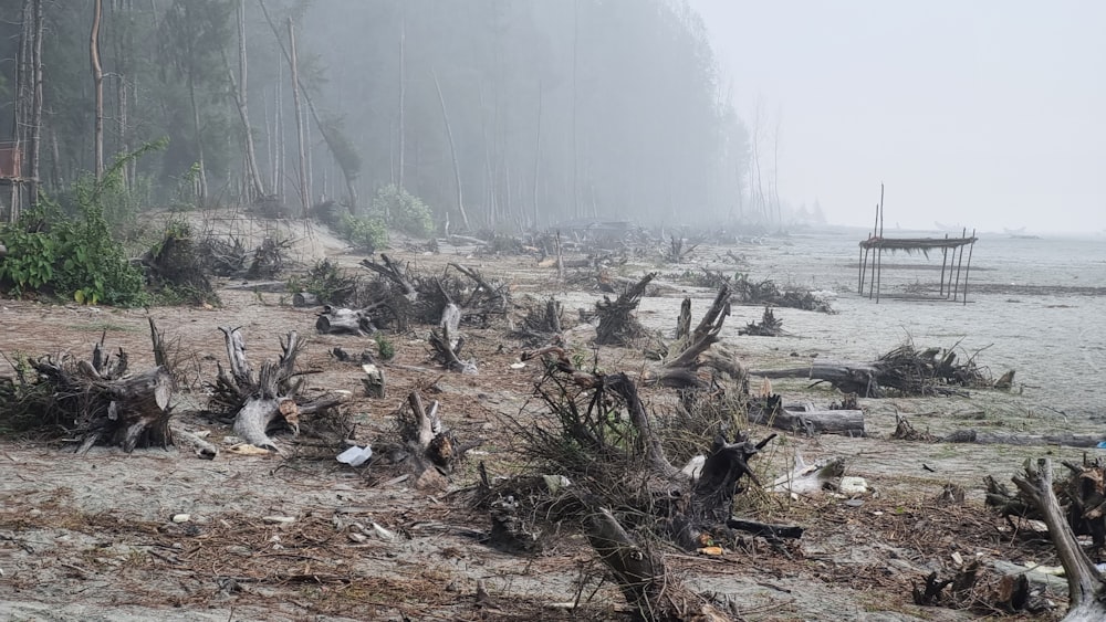 a bunch of dead trees on a beach