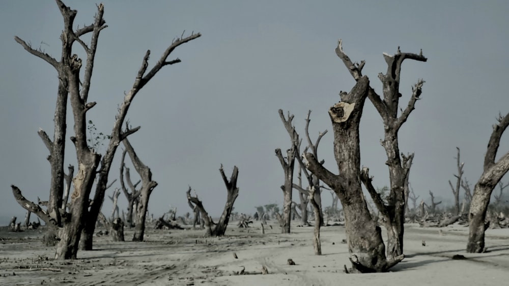 a group of dead trees in a barren area