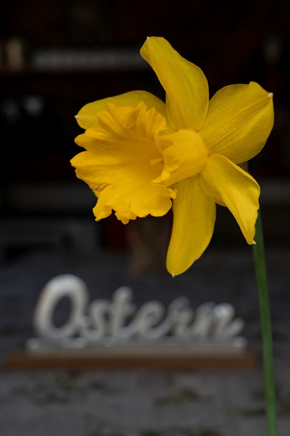a single yellow daffodil in front of a sign