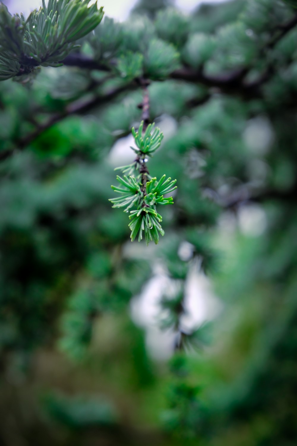 a close up of a pine tree branch