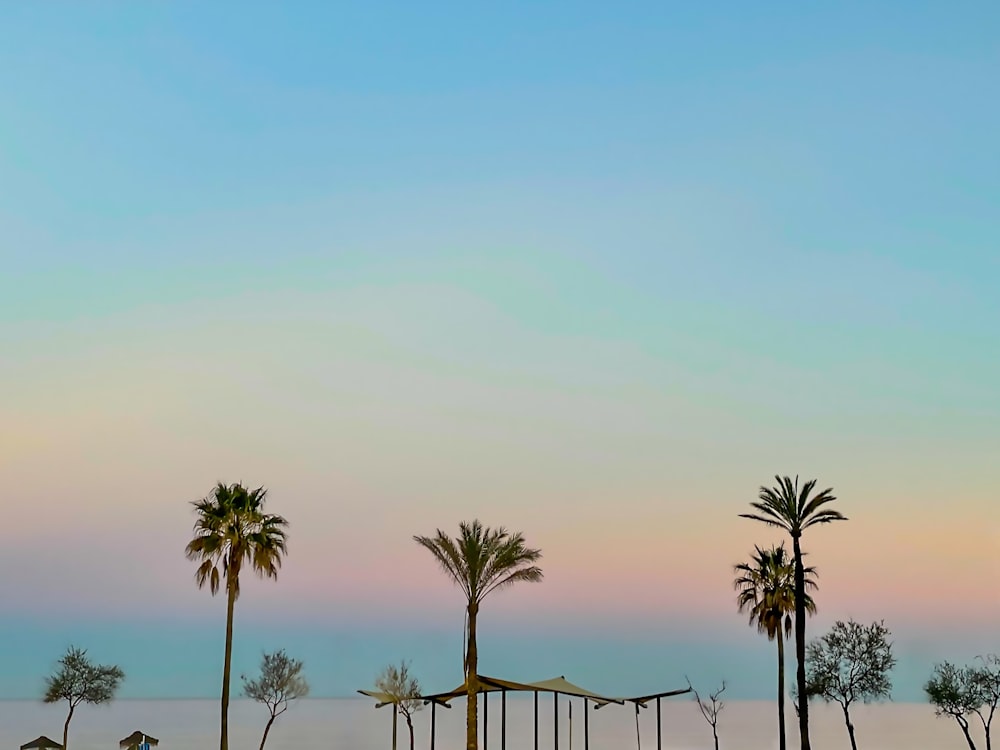 a group of palm trees sitting next to each other