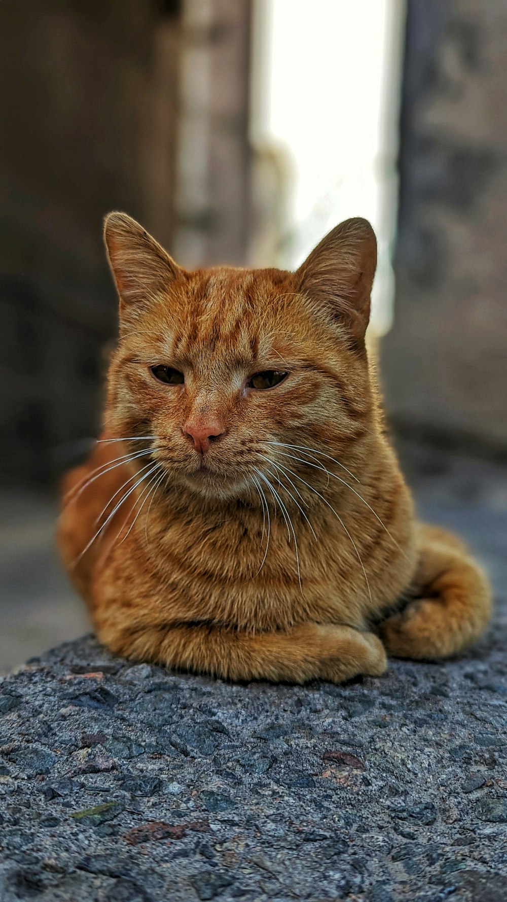 a close up of a cat laying on a rock