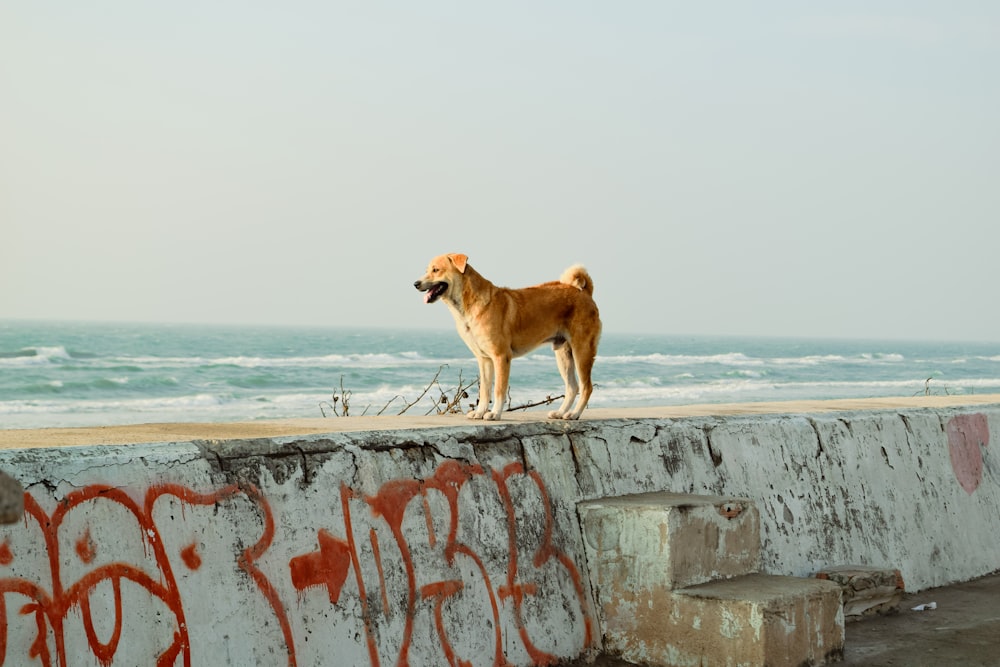 a brown dog standing on top of a cement wall