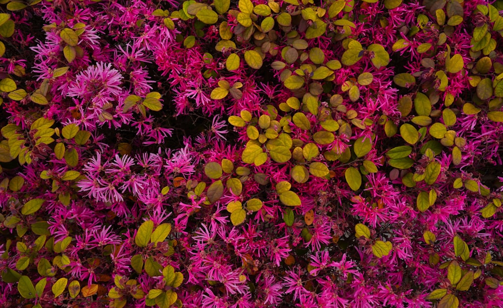 a close up of a bunch of purple flowers