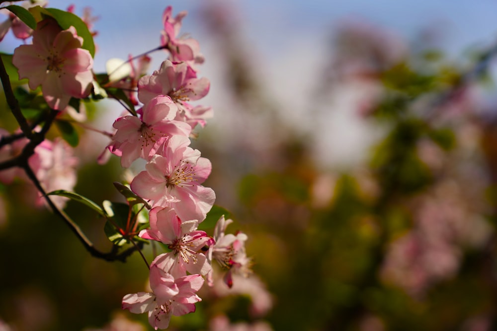 a close up of pink flowers on a tree