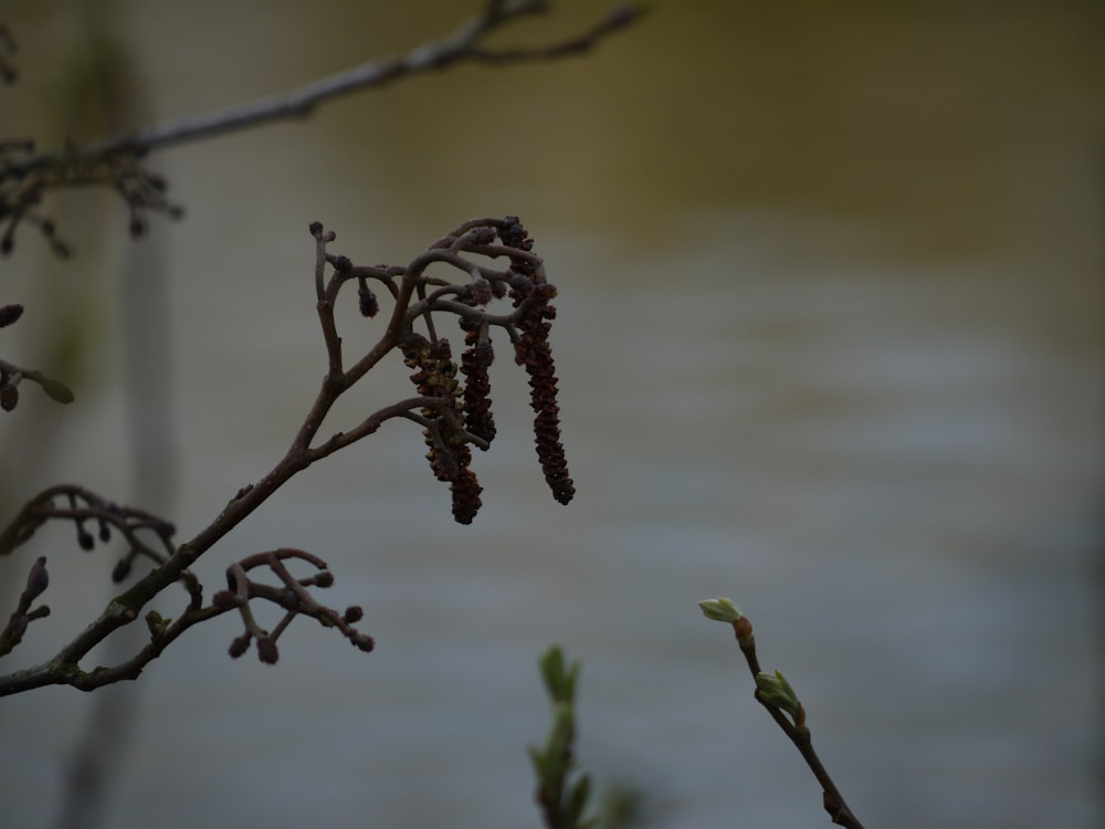 a close up of a tree branch with flowers