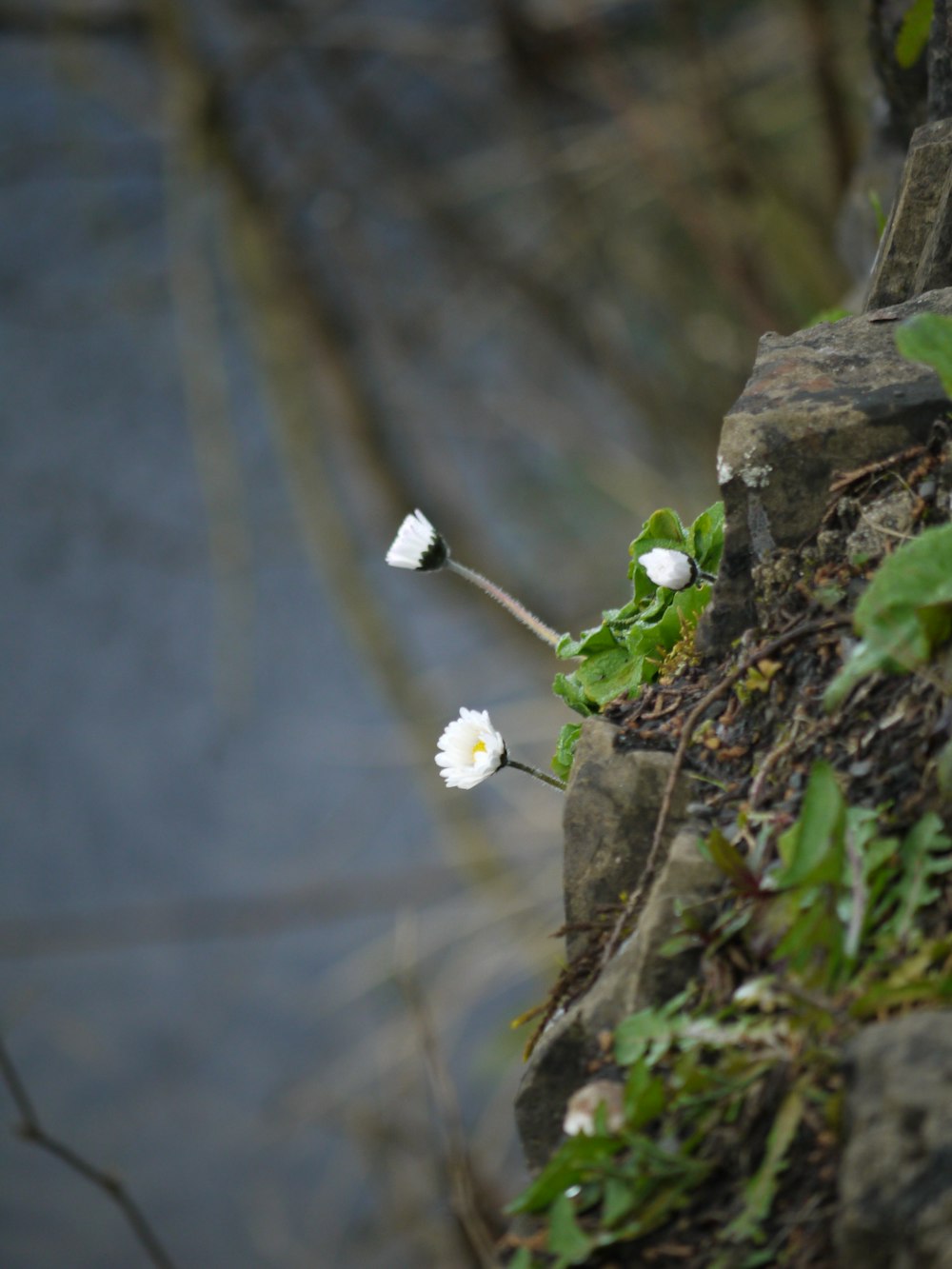 a couple of white flowers sitting on top of a rock