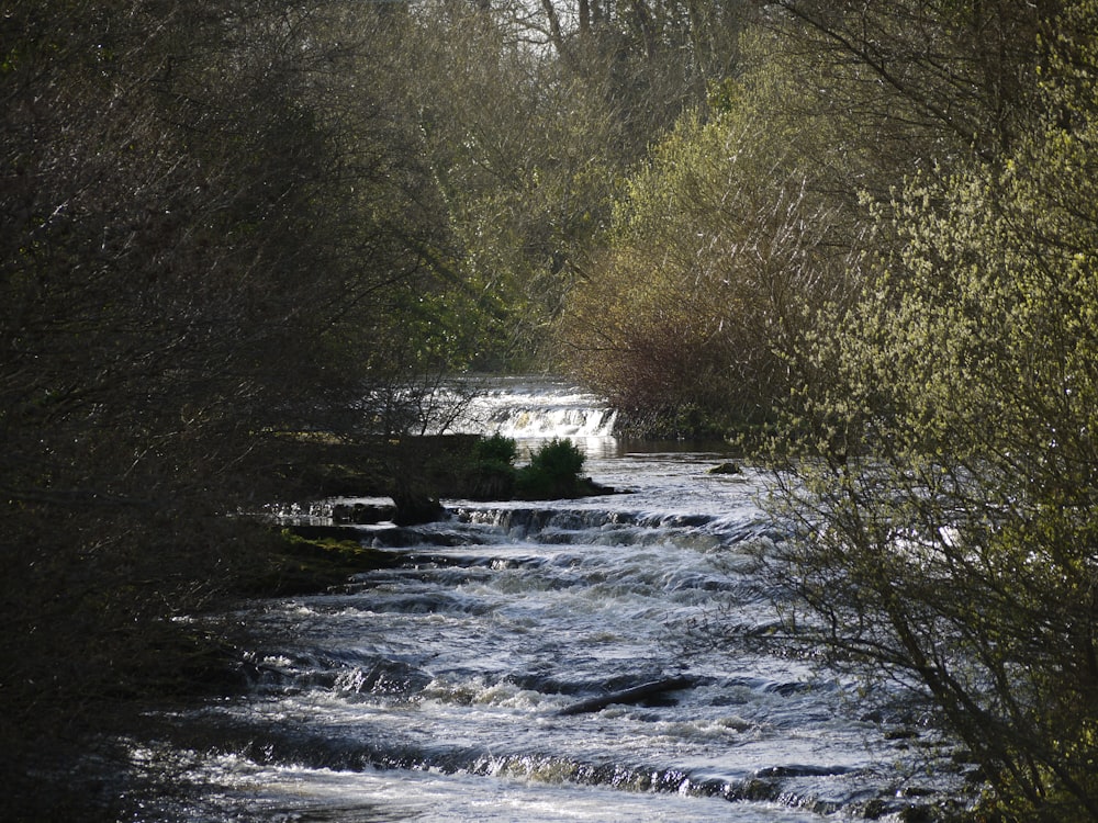 a river running through a forest filled with trees