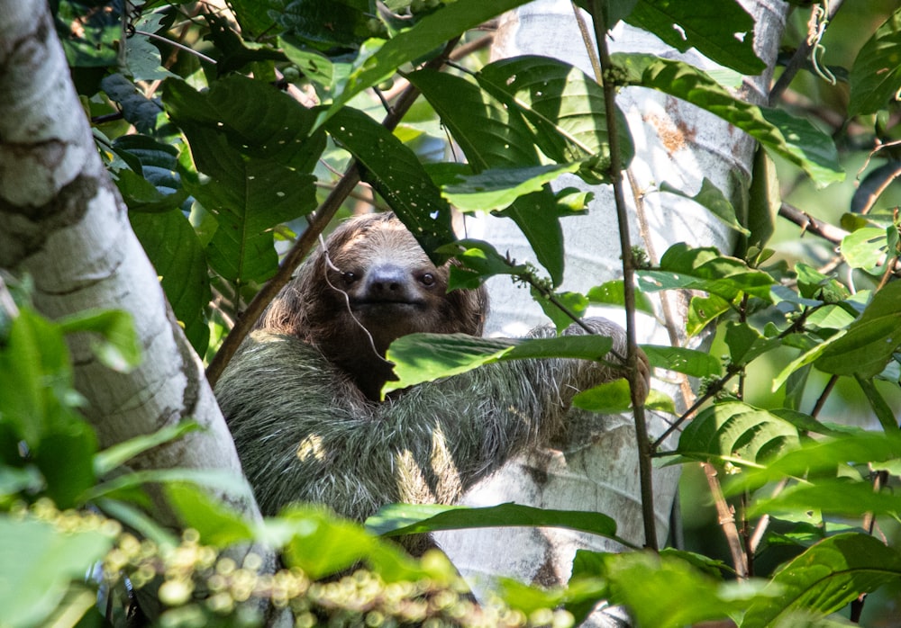 a sloth hanging from a tree in a forest