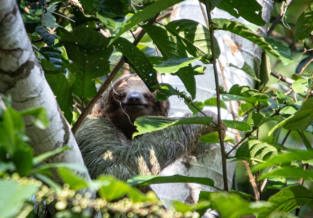 un paresseux suspendu à un arbre dans une forêt