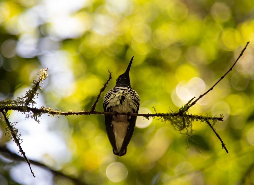 a bird sitting on a branch in a tree