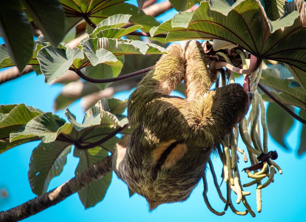 a sloth hanging from a tree branch in a tree