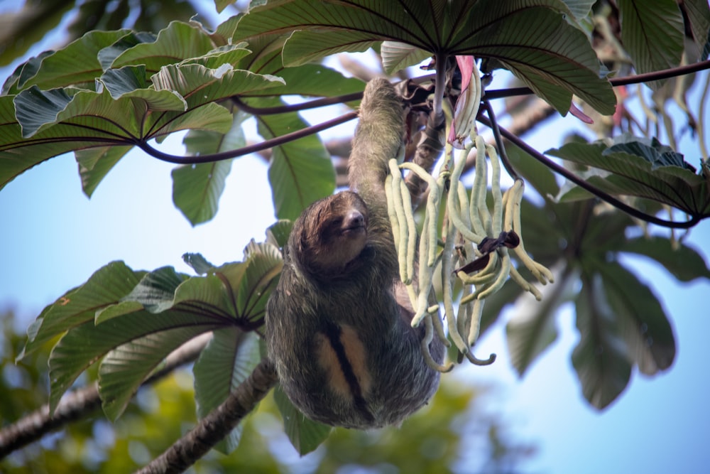 a sloth hanging upside down on a tree branch