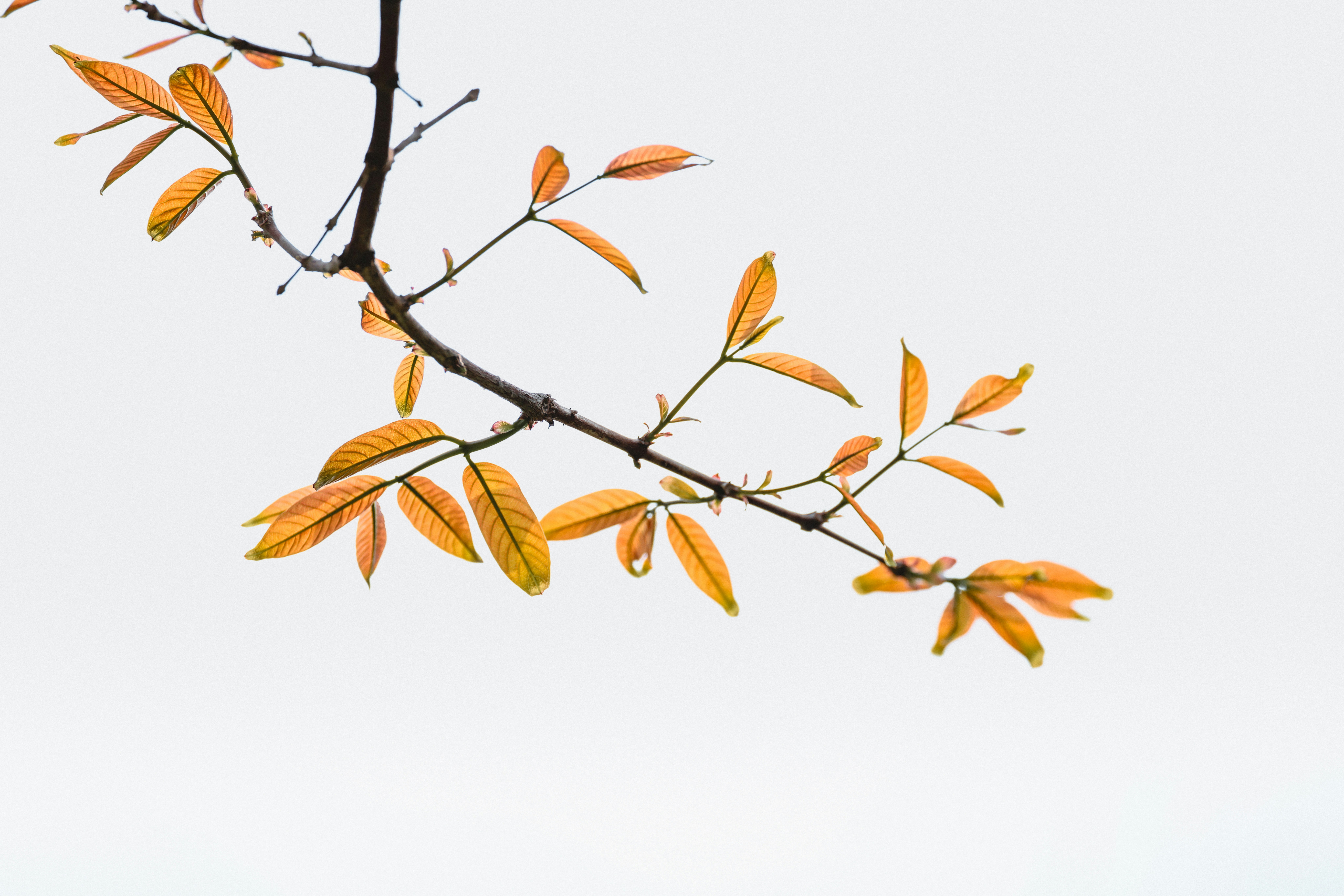 Photo by dickenslin76