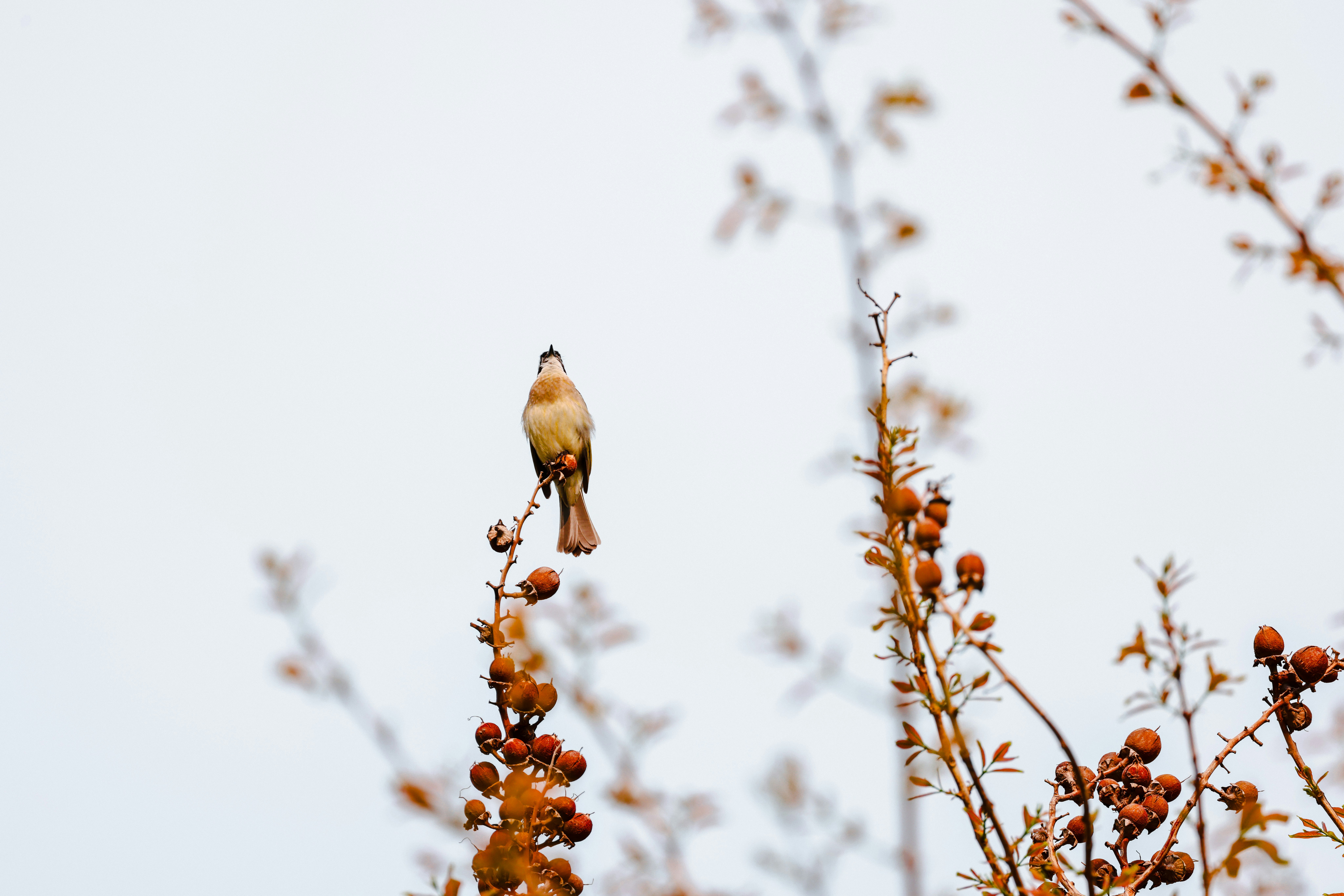 Photo by dickenslin76