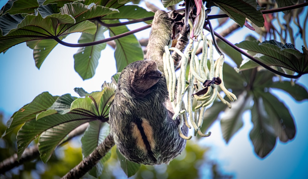 a sloth hanging from a tree branch in a forest