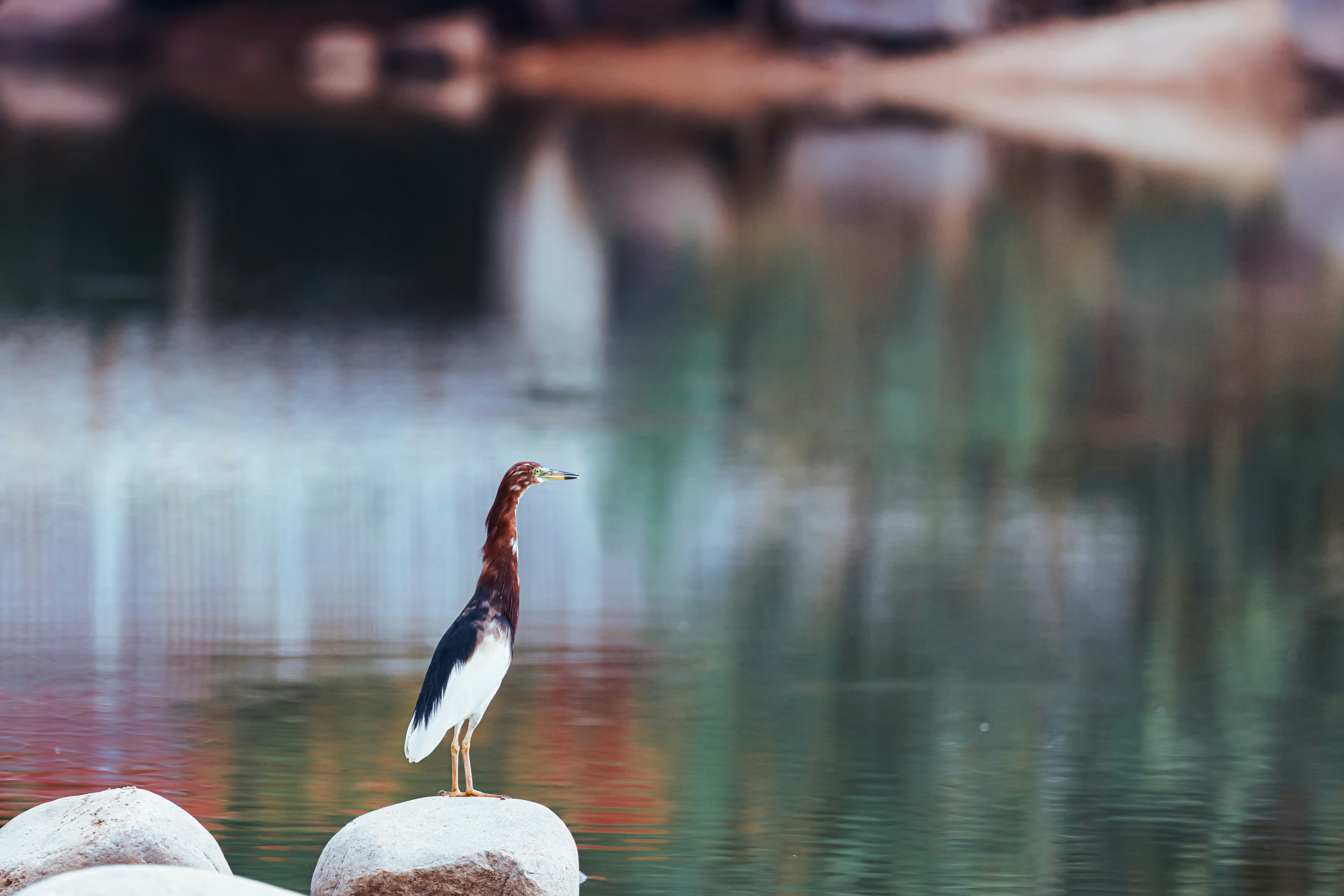 Photo by dickenslin76