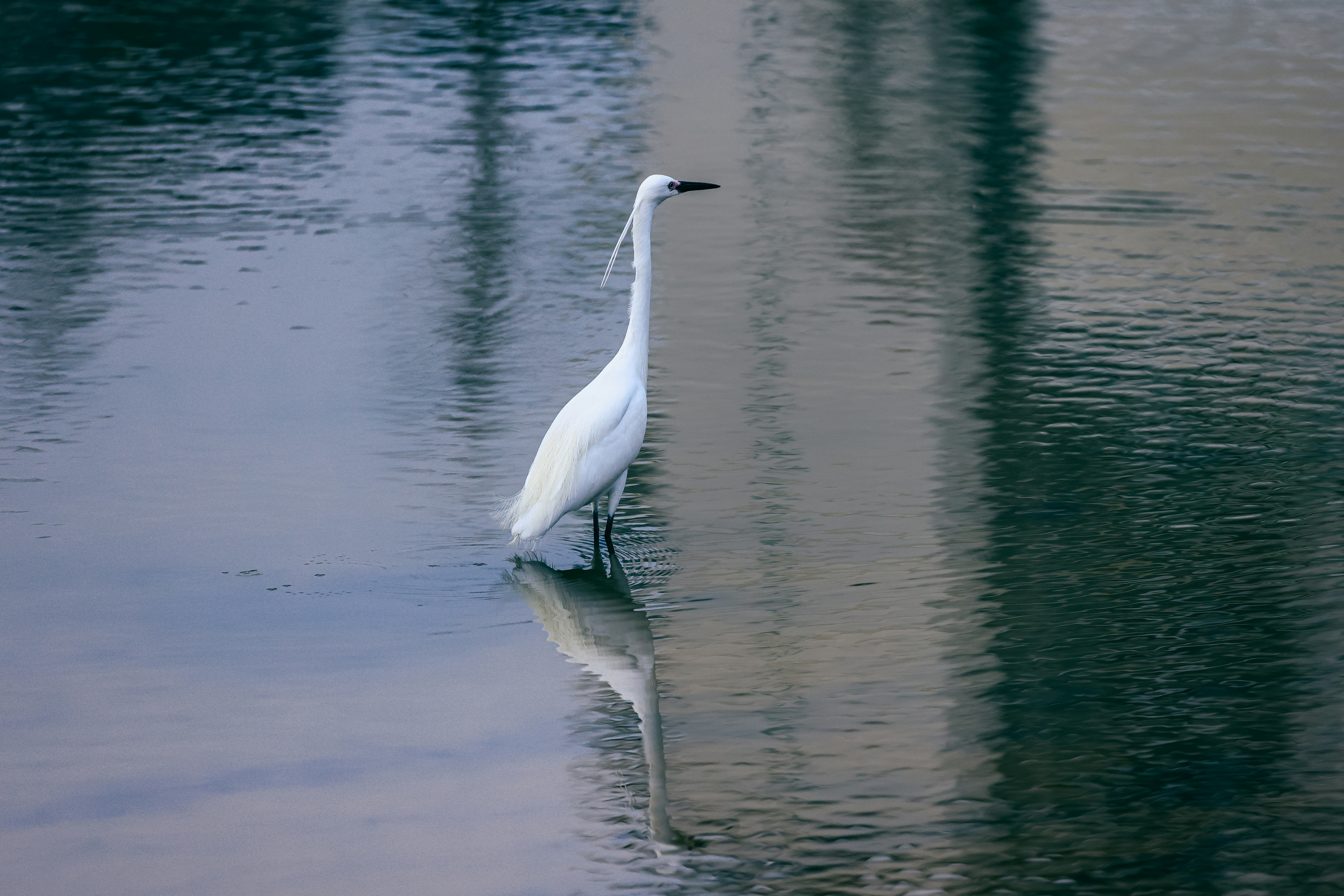 Photo by dickenslin76