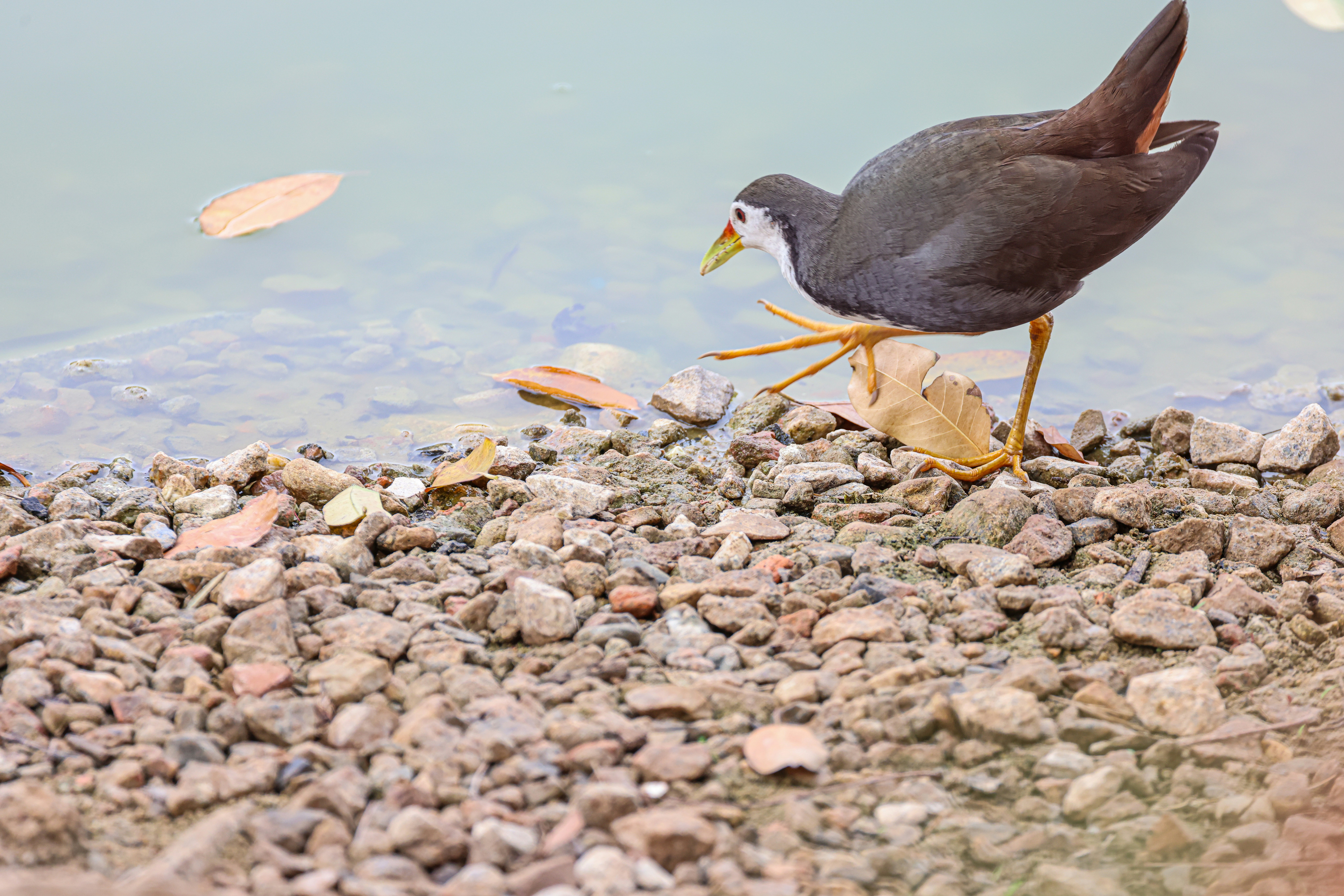 Photo by dickenslin76