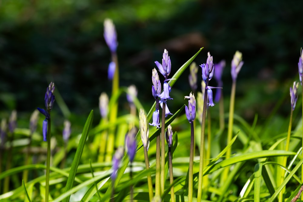 a bunch of purple flowers that are in the grass