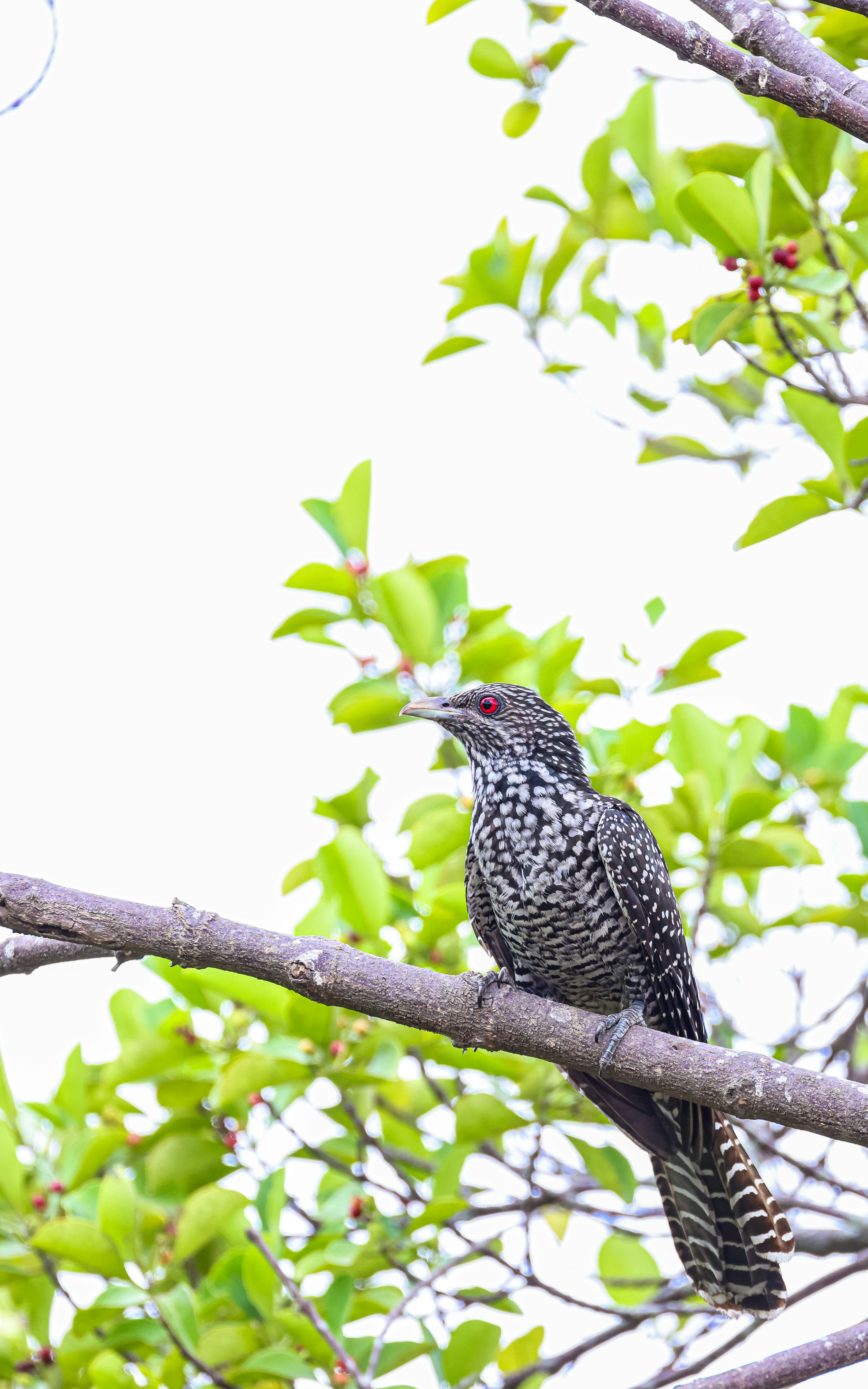 Photo by dickenslin76