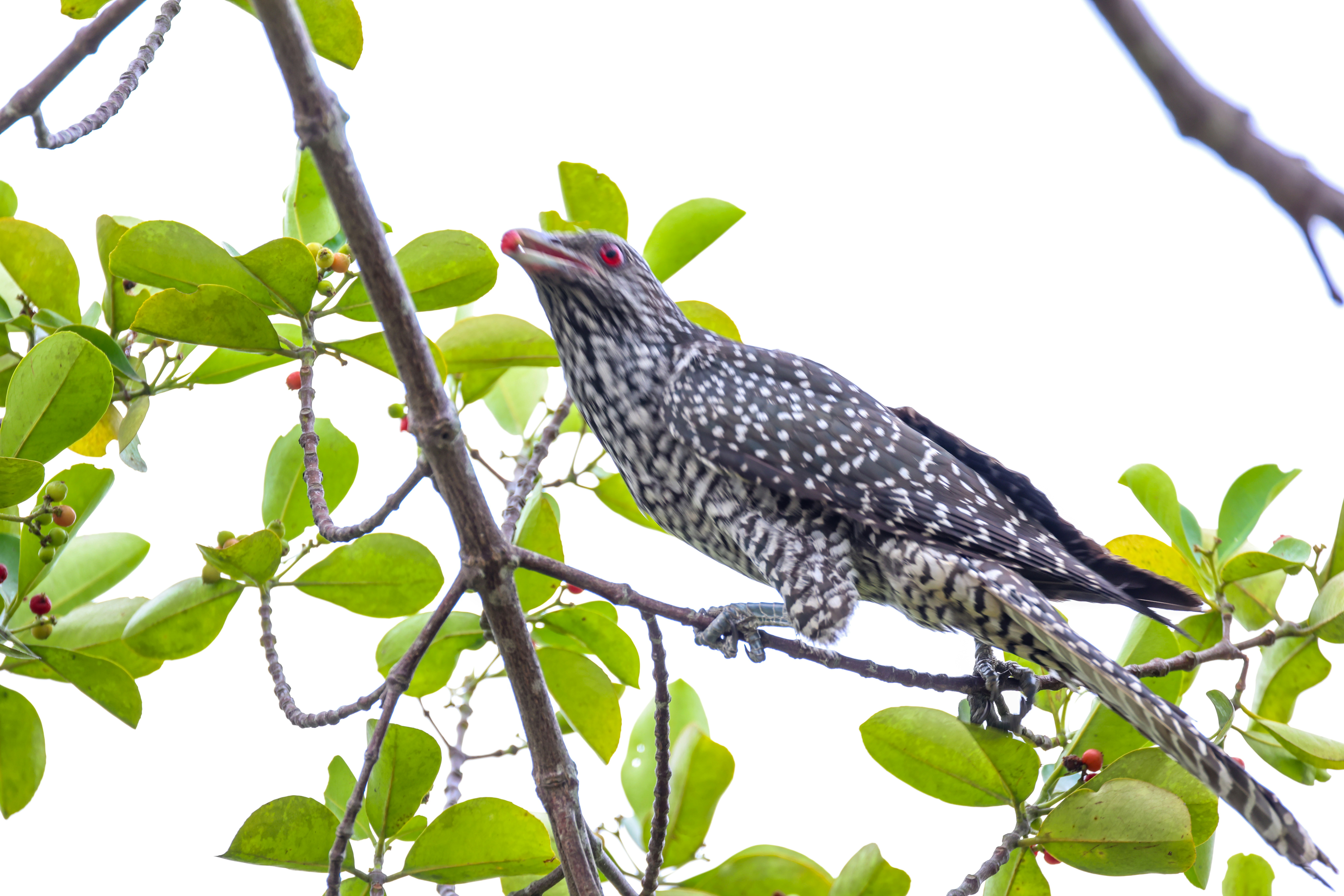 Photo by dickenslin76