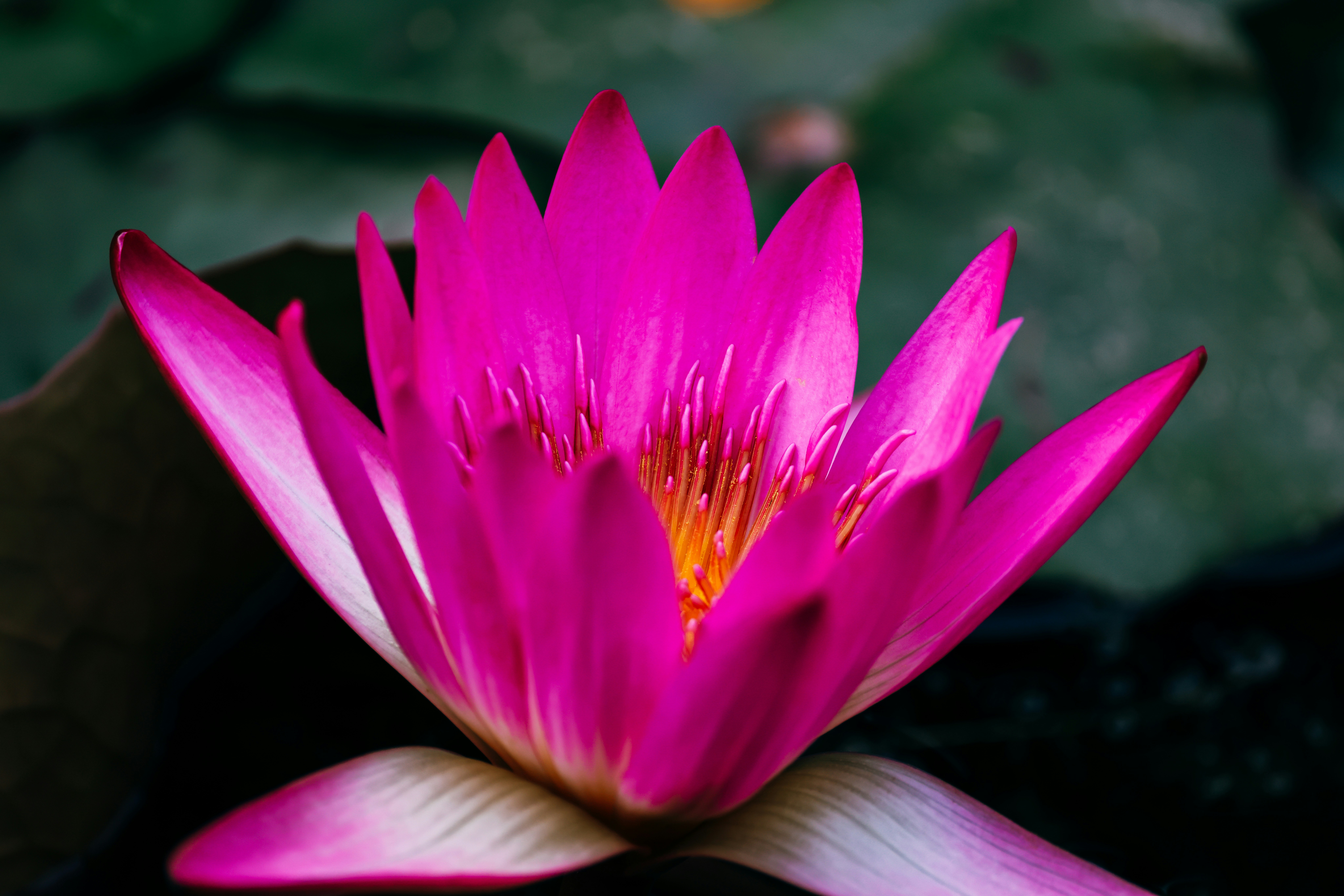 Photo by dickenslin76