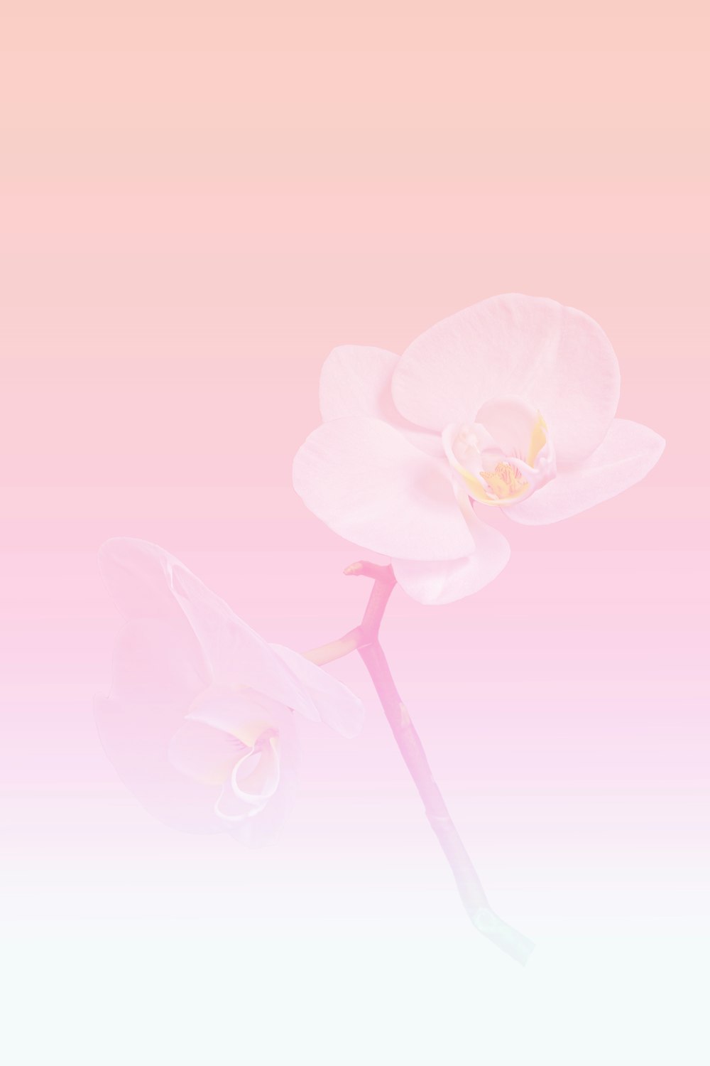 a single white flower on a pink background
