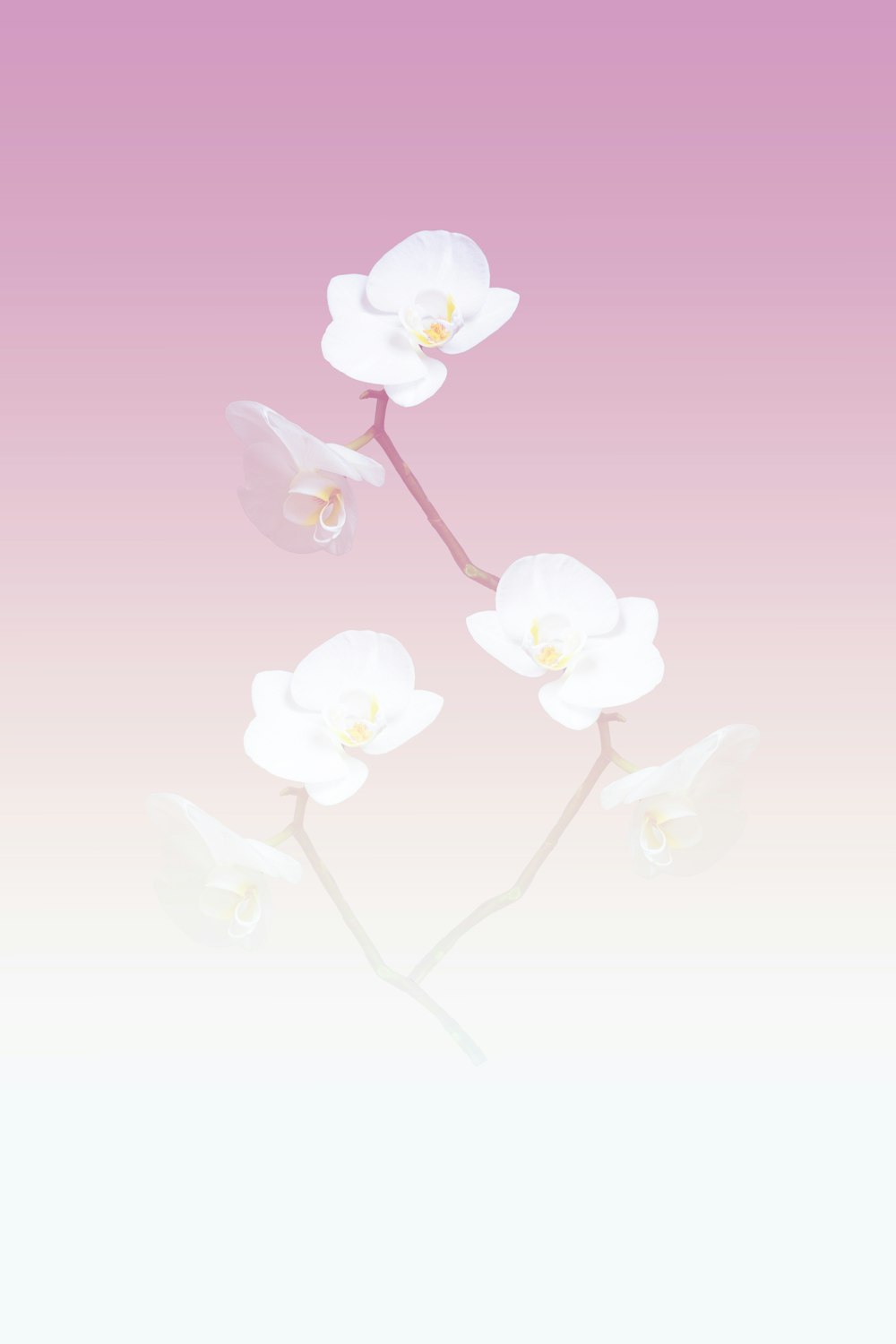 three white orchids on a pink and white background