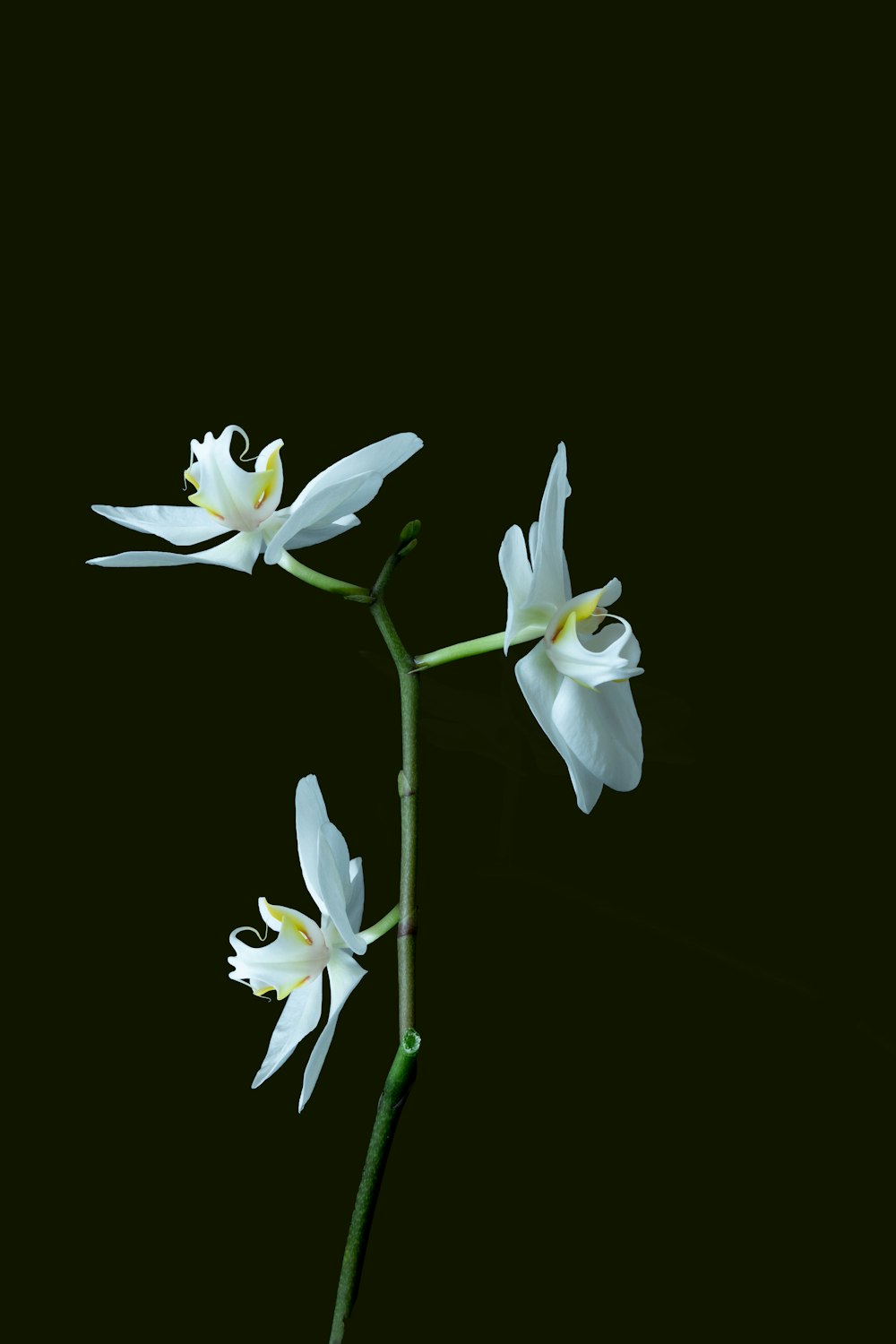 a single white flower on a stem against a black background