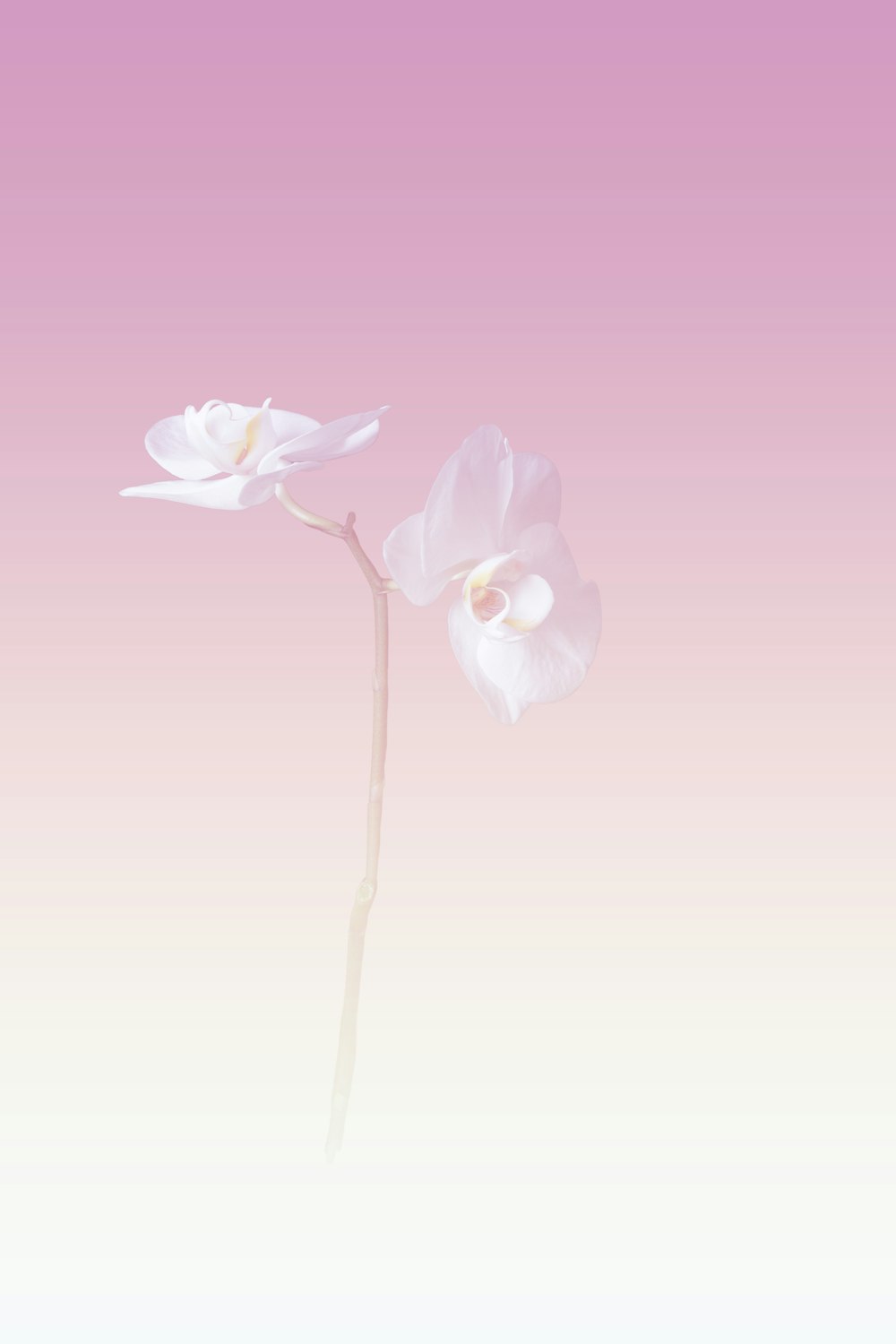 two white flowers on a pink and white background