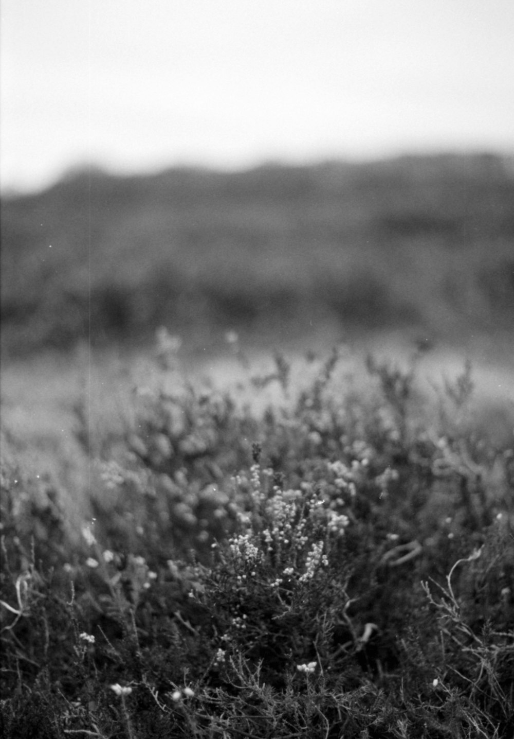 a black and white photo of a field