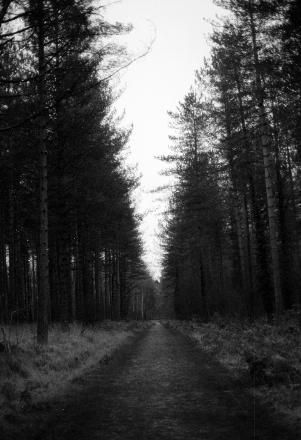 a black and white photo of a path in the woods