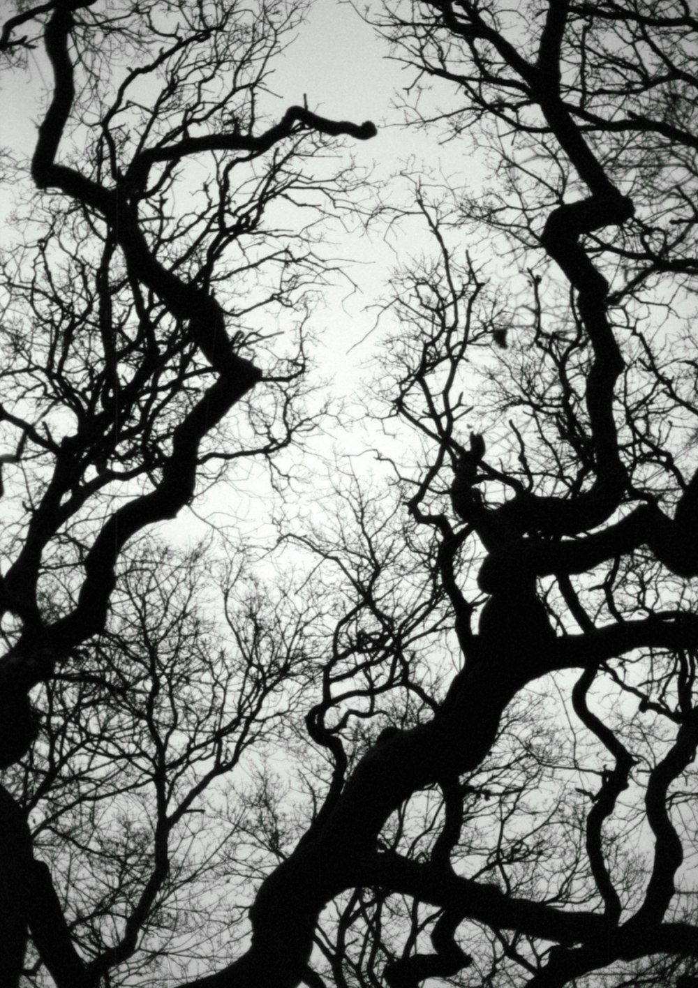 a black and white photo of trees with no leaves