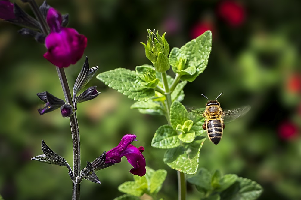 a bee sitting on top of a purple flower