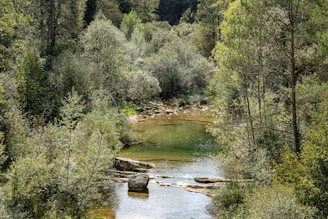 a river running through a lush green forest