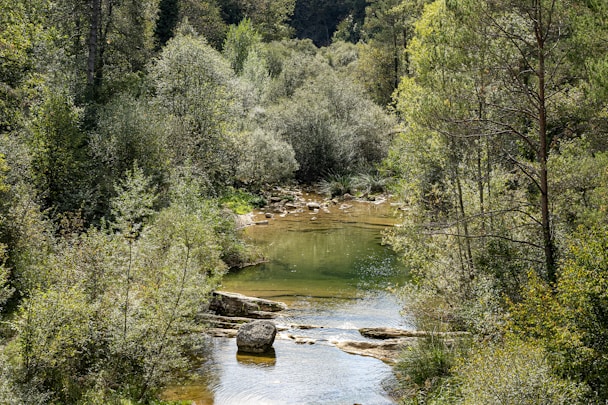 a river running through a lush green forest