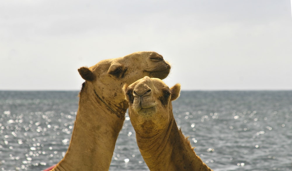 a couple of camel standing next to each other