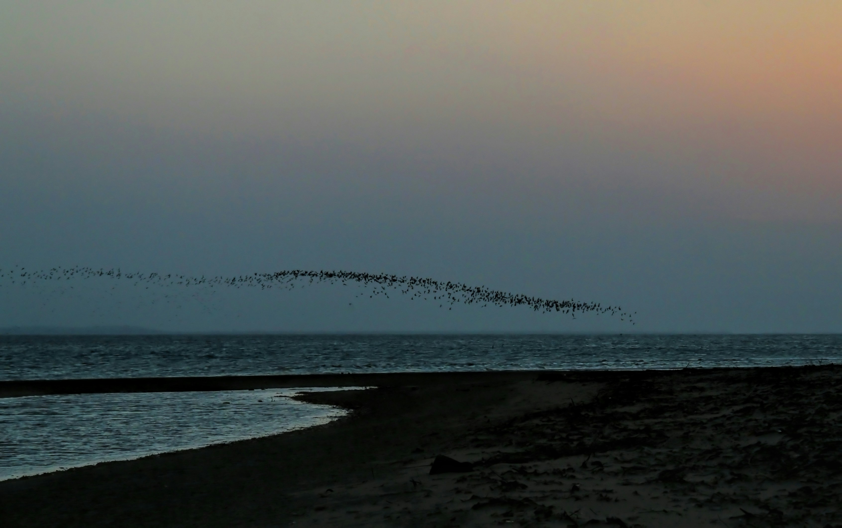A Murmuration of Human Beings