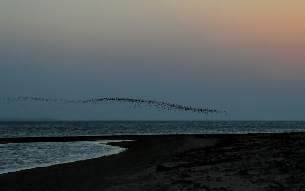 a flock of birds flying over a body of water