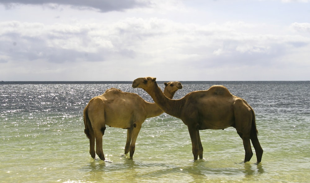 two camels are standing in the water together