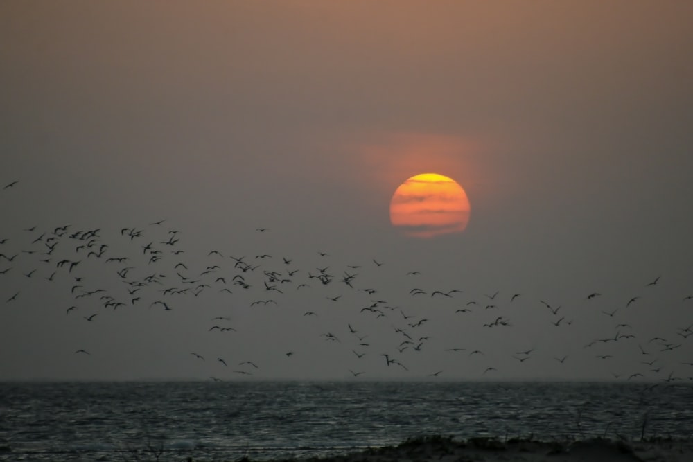 a flock of birds flying over the ocean at sunset