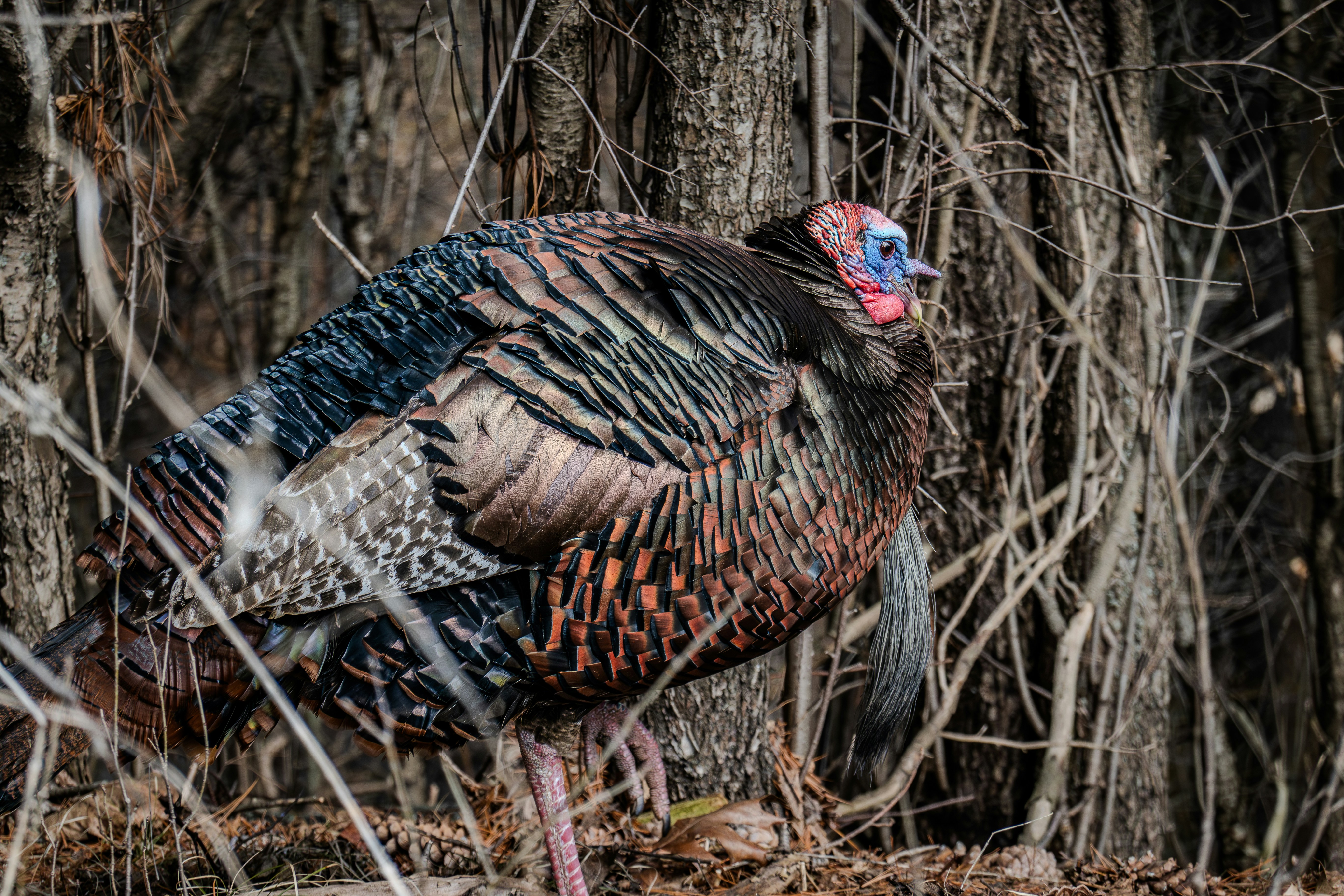 a close up of a turkey in a forest