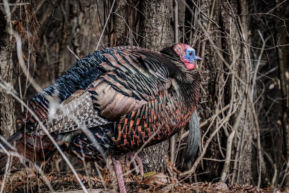 a close up of a turkey in a forest