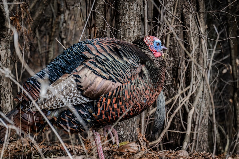 Wild Turkey