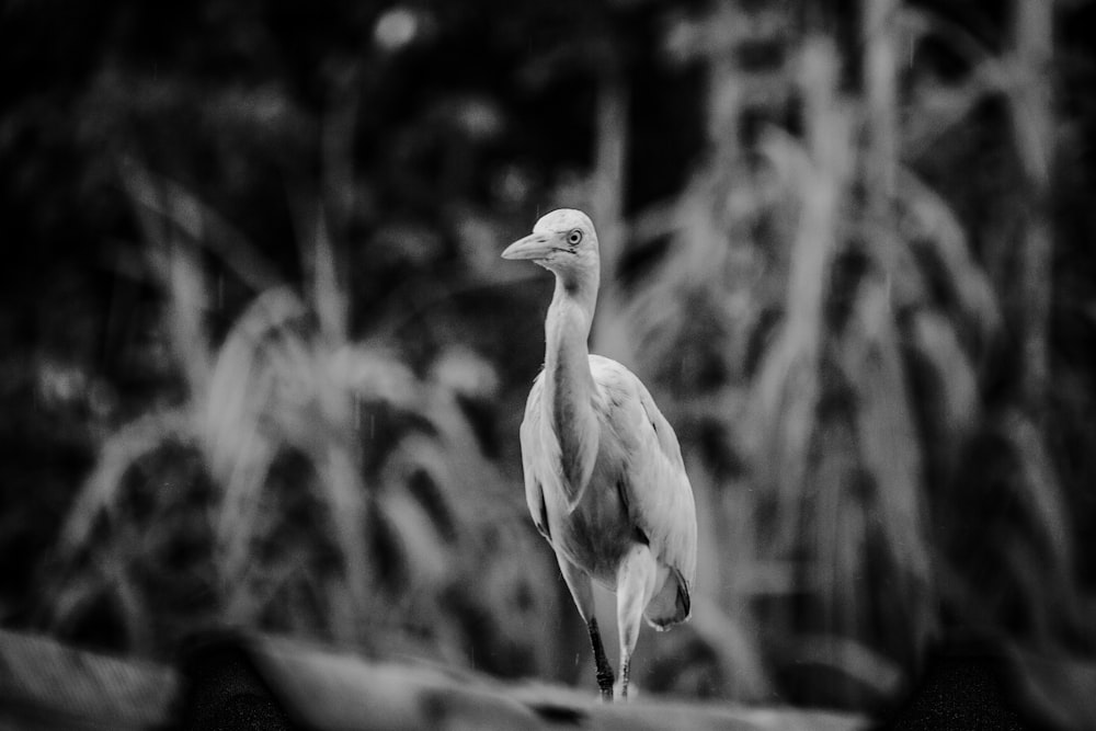 a large bird standing on top of a lush green field