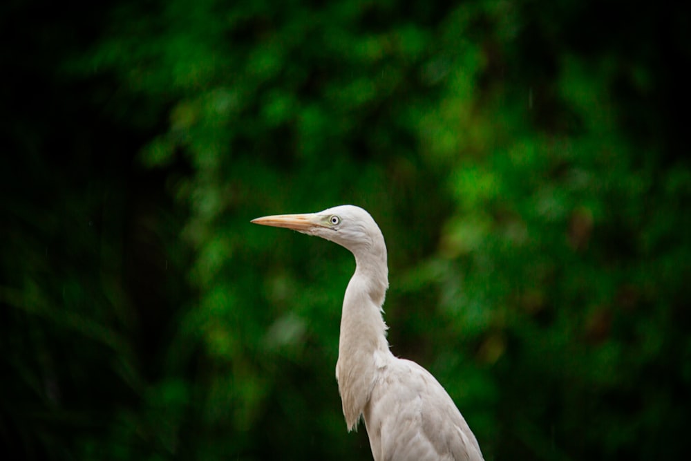 a white bird with a long neck standing in front of trees